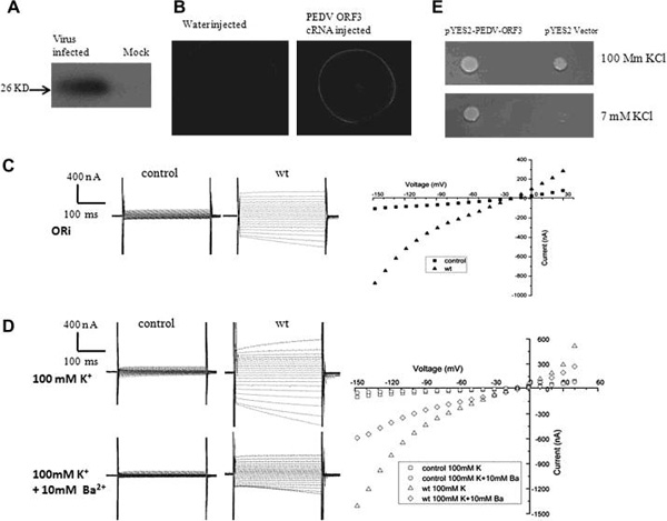 PEDV ORF3 Encodes An Ion Channel Protein And Regulates Virus Production Shanghai Institut Of